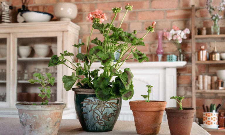 Petals & Roots: How to Make More Geranium Plants for Free
