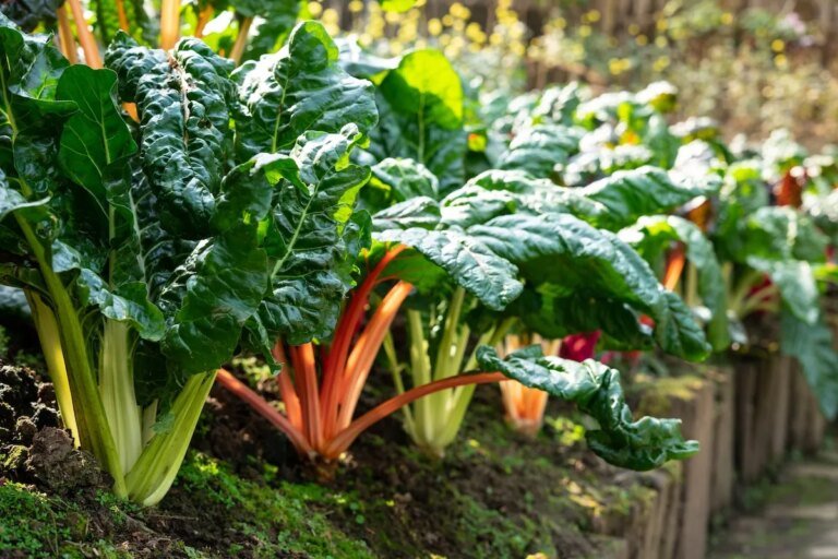 How to Grow Swiss Chard