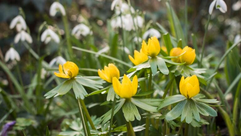 5 Flower Bulbs to Order in August Before They Sell Out