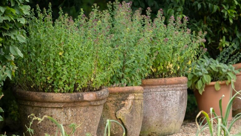 Herbs That Thrive on Neglect: 5 Top Picks to Grow