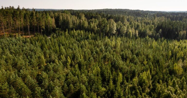 Dispute over counting forest carbon roils global standard-setter