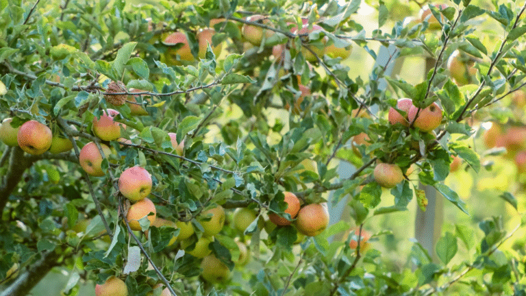 What to do if your neighbour’s fruit tree attracts wasps