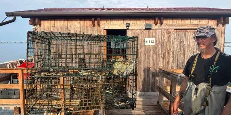 Italy turns invasive blue crab into multimillion-dollar business