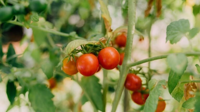 What to Do With Tomato Plants in September: 4 Key Tasks
