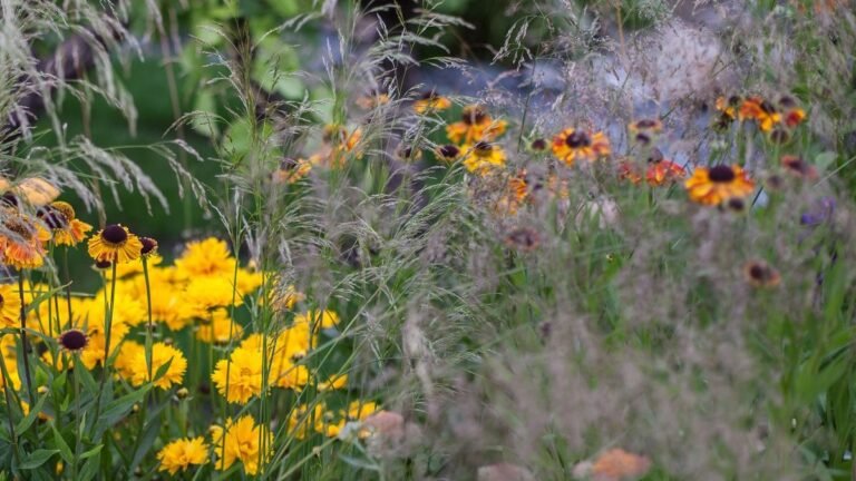 Don’t Cut Back These Faded Flowers in September. They’re Still Doing a Job in Your Garden