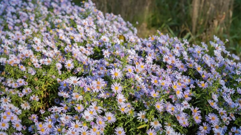 What To Do With Asters in September – 4 Easy Tasks
