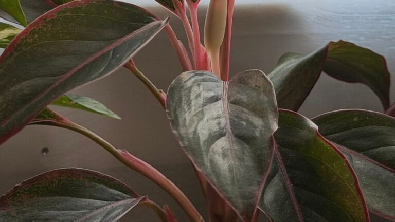 This Strange Growth Between Your Houseplant’s Leaves Isn’t a New Leaf