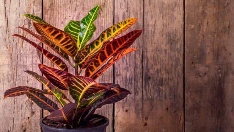 This Is the Only Houseplant You Need for Indoor Fall Foliage