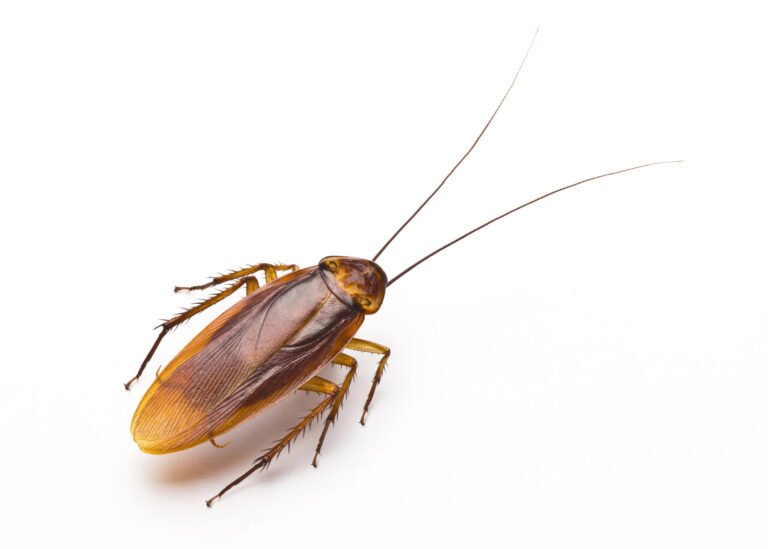 ‘Cockroaches in My Food’ Claim Leads to Insurance Fraud Charge