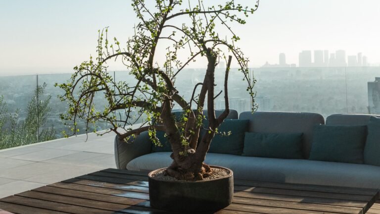 5 Houseplants Everyone Should Know, but Elevated