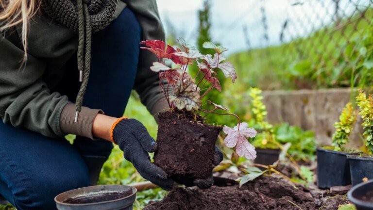 What to Plant in September