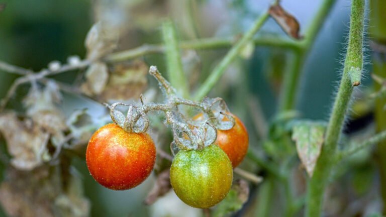 Spider Mites Vs. Clover Mites: How To Easily Tell The Difference