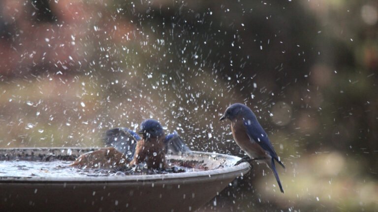 Say Goodbye To Traditional Birdbaths: 11 Cheaper Upcycled Alternatives You Can DIY