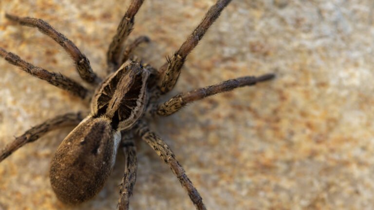Fishing Spider Vs. Wolf Spider: How To Easily Tell The Difference