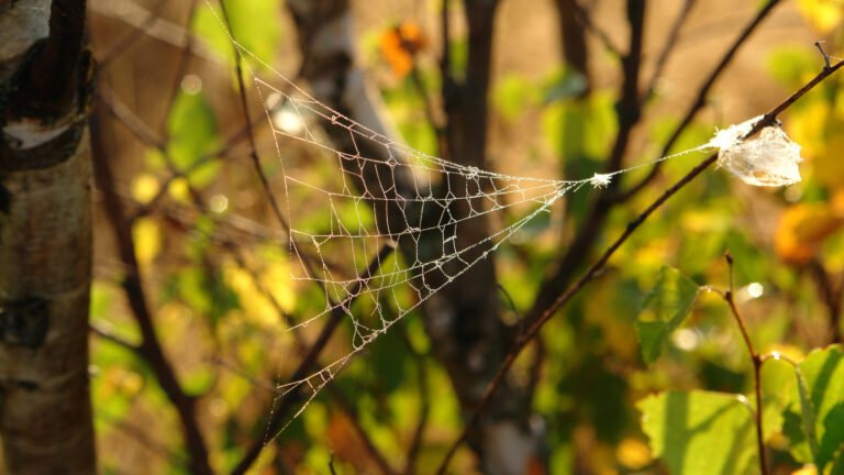Triangle Spider Webs: What To Do If You Find One In Your Home Or Yard