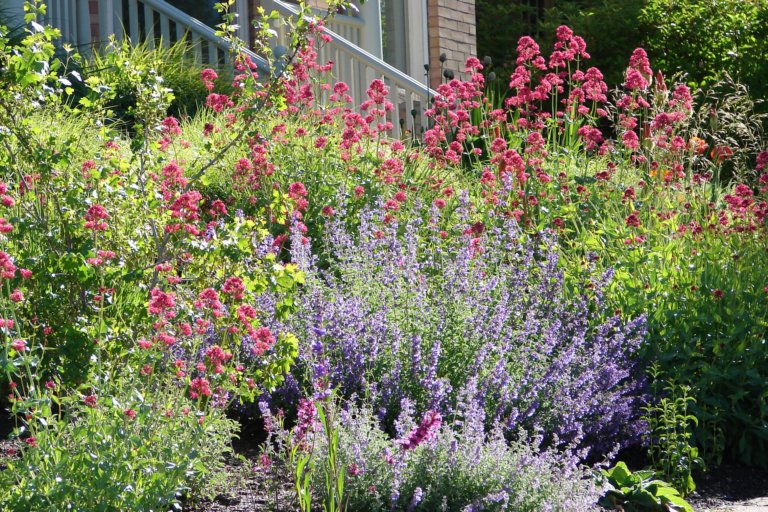 Save on Your Water Bill With These 17 Drought-Resistant Plants